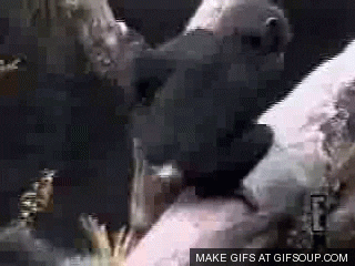 giphy.gif