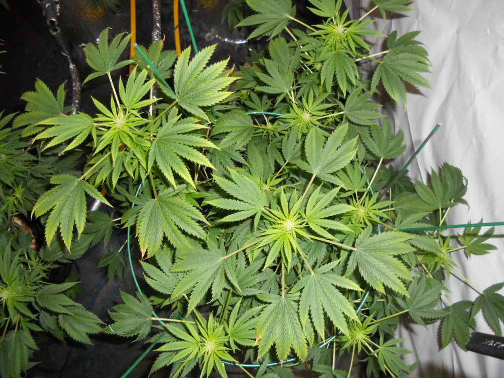 ESB3_Day24f.jpg
