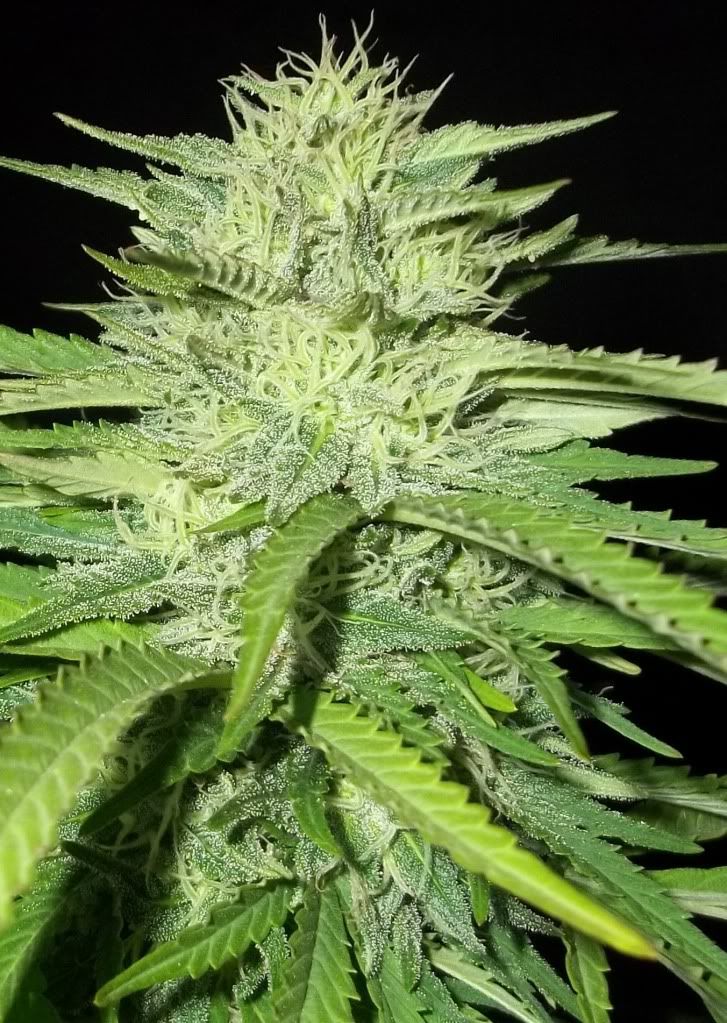 flower1.jpg