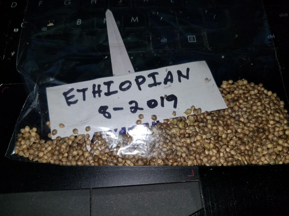 ethiopianseed.jpg