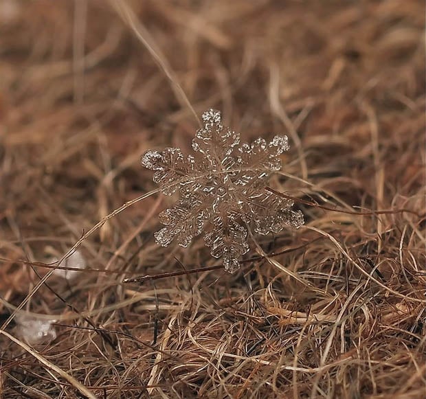 macrosnow-6.jpg