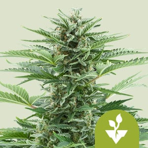 www.royalqueenseeds.com