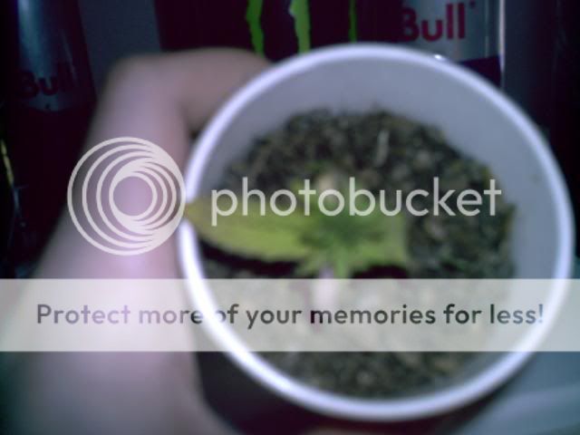 PIC00005-1.jpg