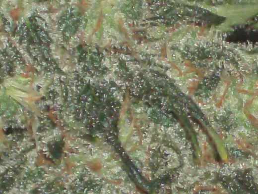 HPIM4679.jpg