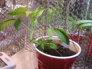 sprout006.jpg