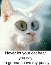 catshav.jpg