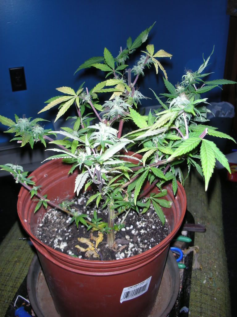 DSCN2090.jpg