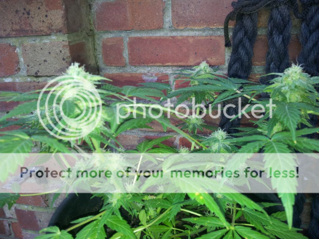 2012-06-18182356.jpg