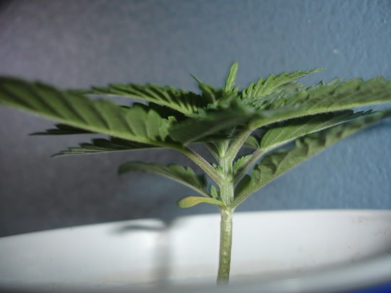 zlaidnc003.jpg