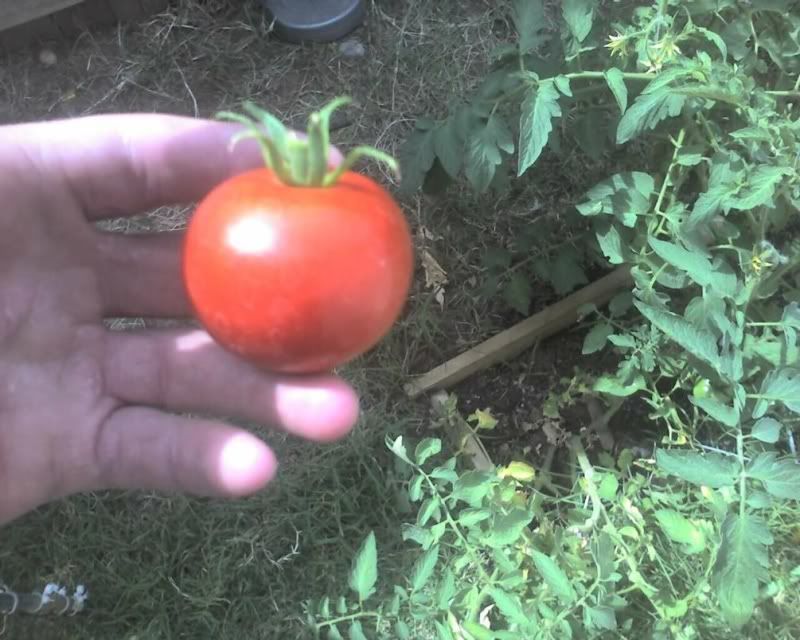 tomato.jpg