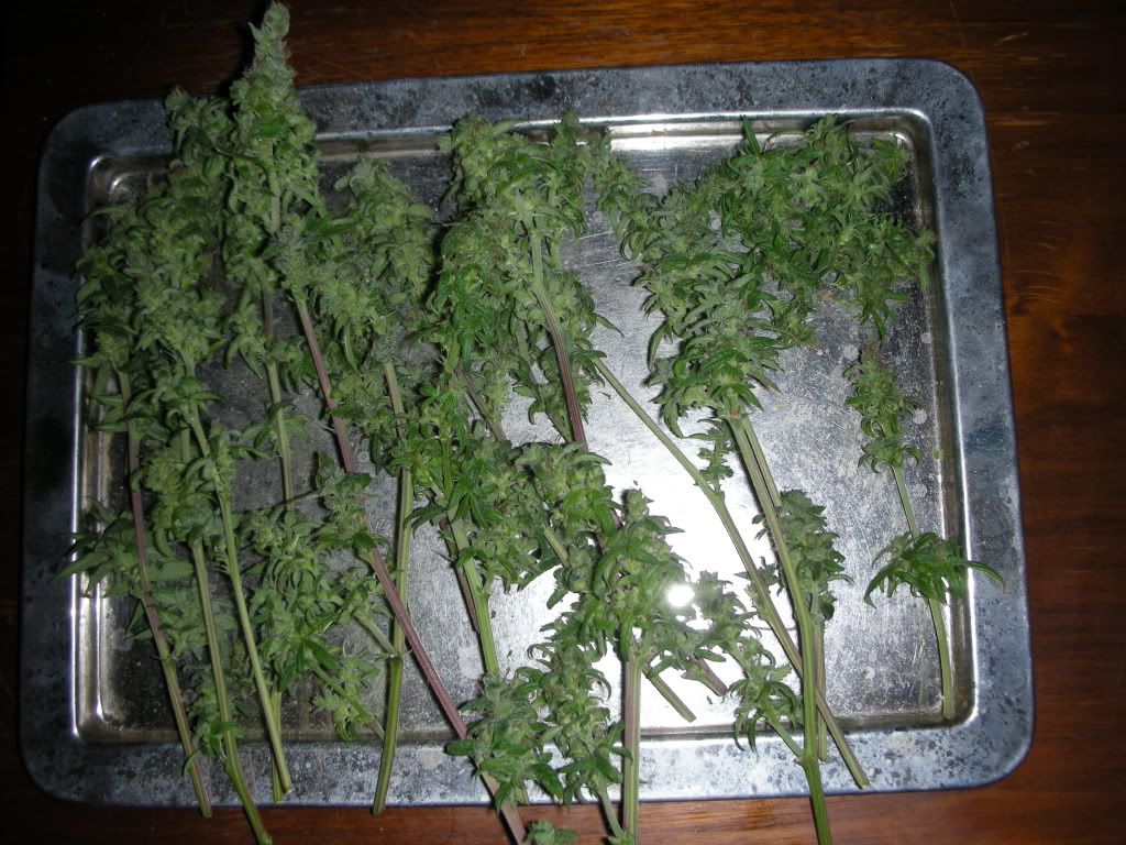 DSCN3040.jpg