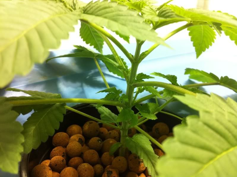 plant12.jpg