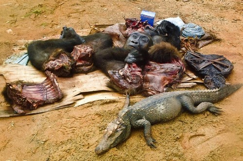 Bushmeat.jpg