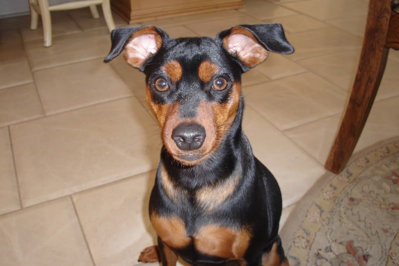 bently.jpg