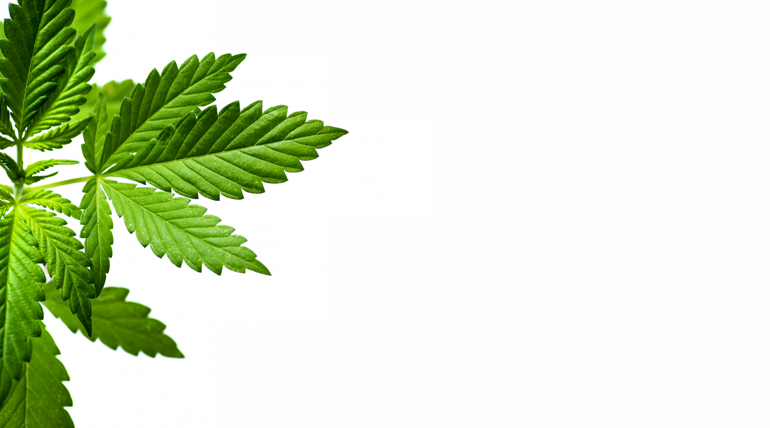 growdiaries.com