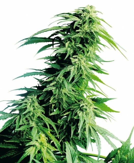 www.cannabis-seeds-store.co.uk