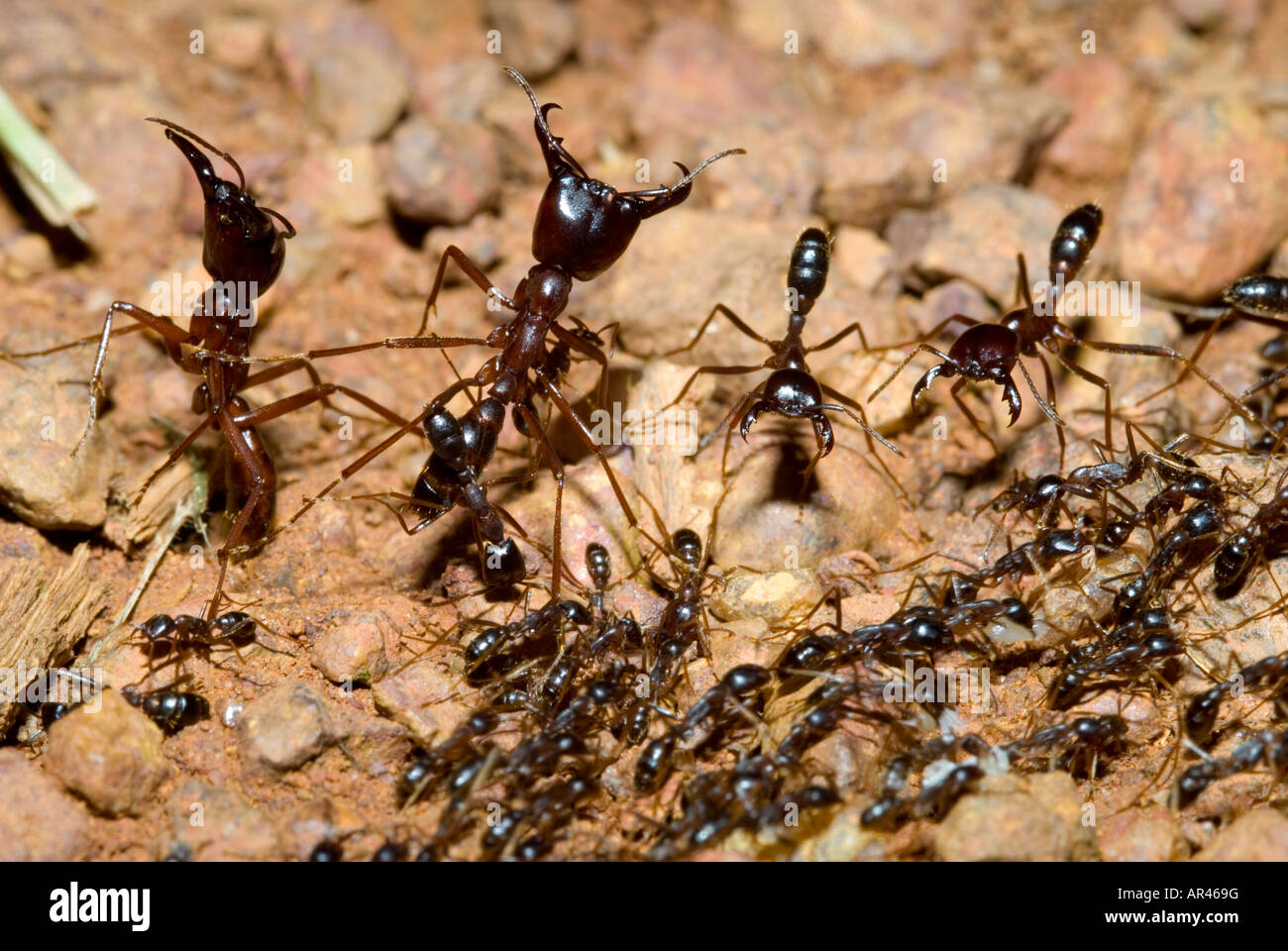 driver-ant-ant-soldier-dorylus-sp-AR469G.jpg