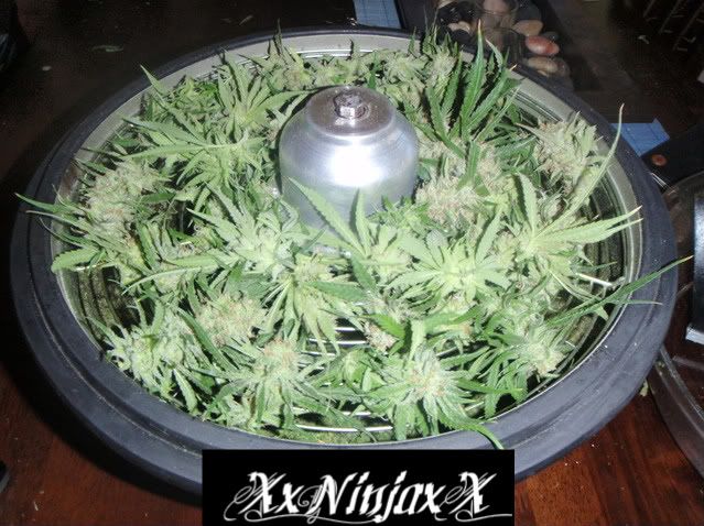 Pre-Trim.jpg