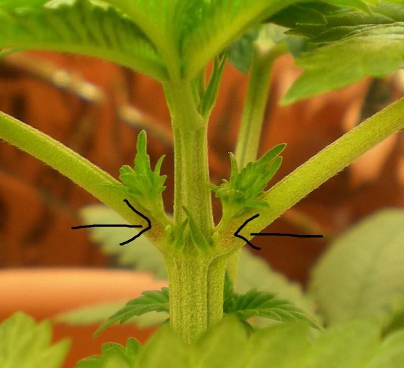 preflower-1.jpg