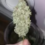 growdiaries.com