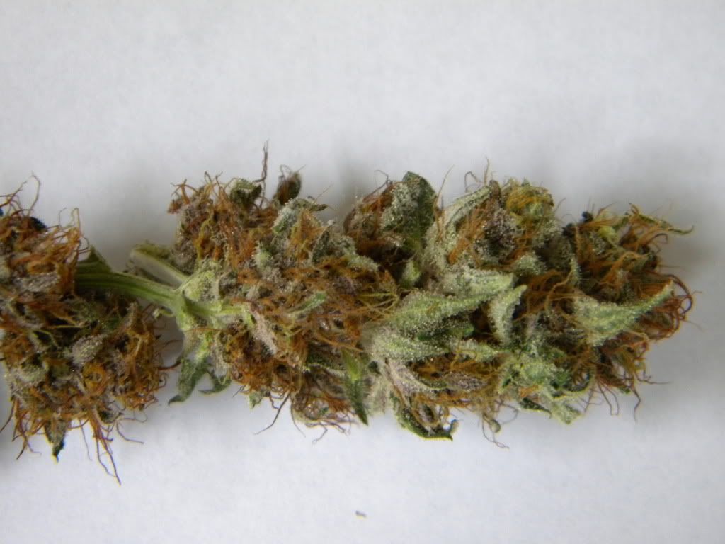 DSCN0570.jpg