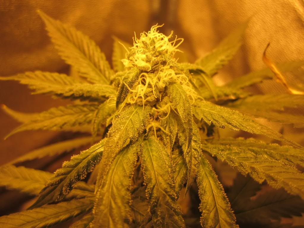 OG2_zps9abf5446.jpg