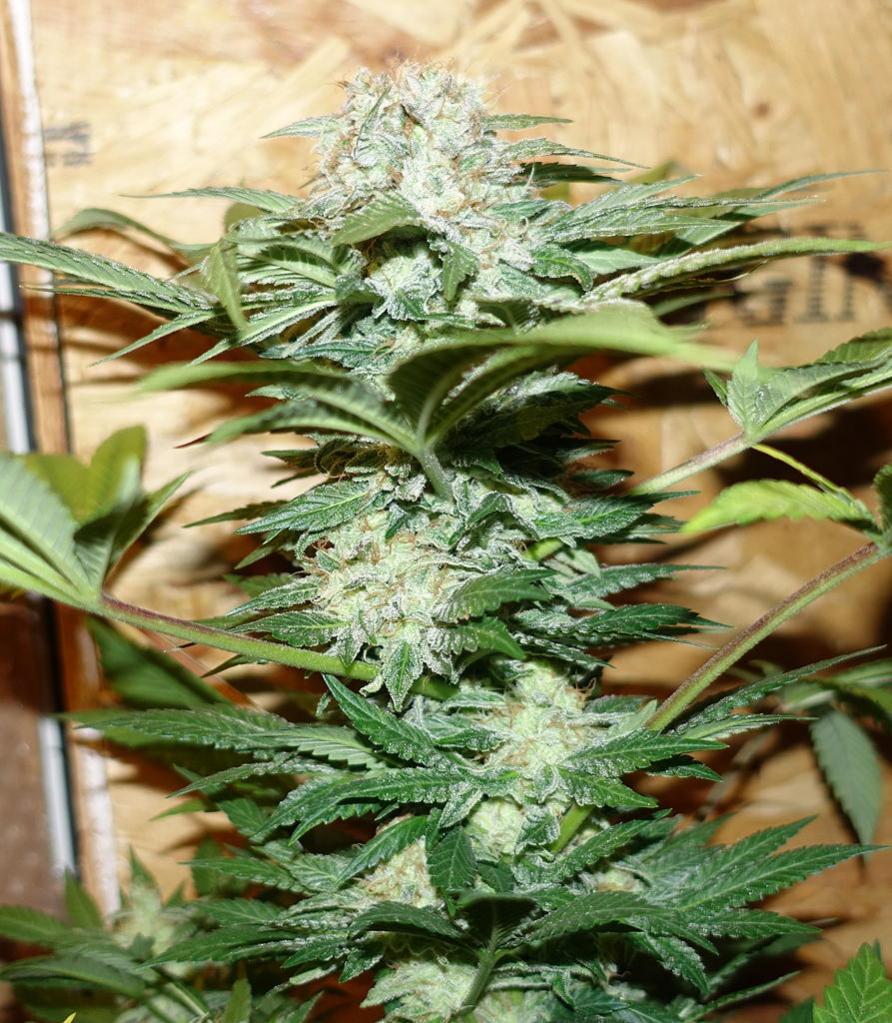 www.realgorillaseeds.com