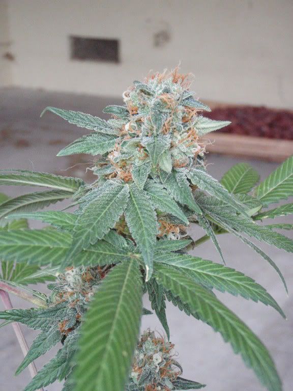 k831harvest3_576x768.jpg