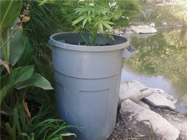 BUD5.jpg
