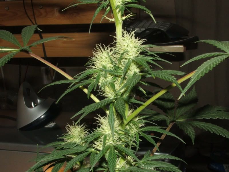 31jul07Plant220b.jpg