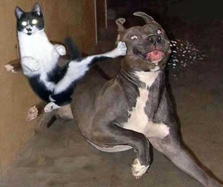 Ninja-Cat-1.jpeg