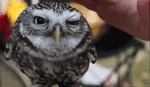 Petting owl animated emoticon