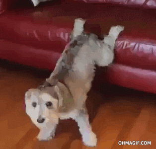 Couch Humping GIFs - Get the best GIF on GIPHY