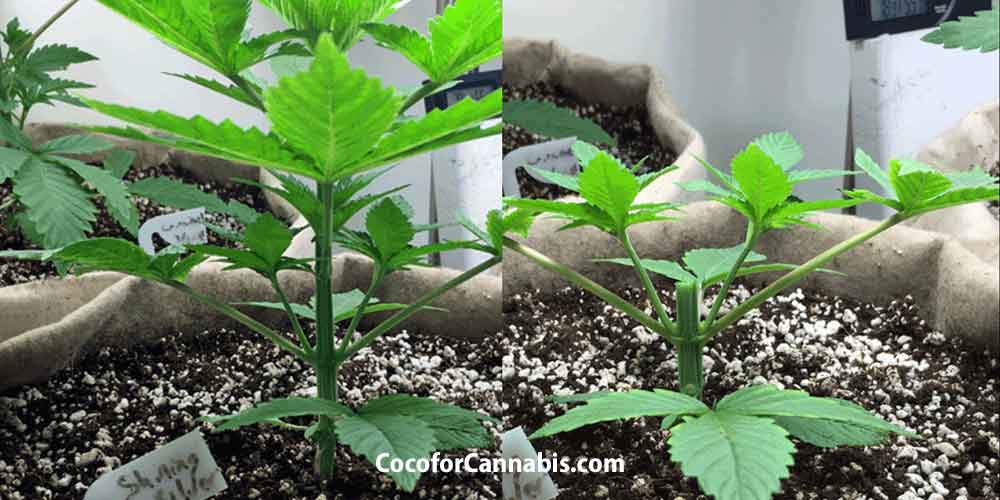 www.cocoforcannabis.com